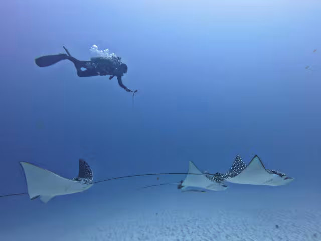 La experiencia permite a visitantes captar fotografías y videos durante la inmersión.