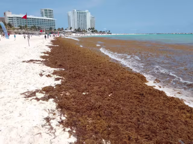 Este sábado el sargazo mostró su punto máximo, ya que se encuentra al rededor de toda la playa