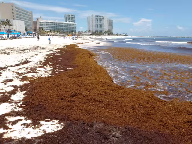 El sargazo afecta a más de 30 playas en Quintana Roo, según el último reporte de la Red de Monitoreo de la talofita en la Entidad