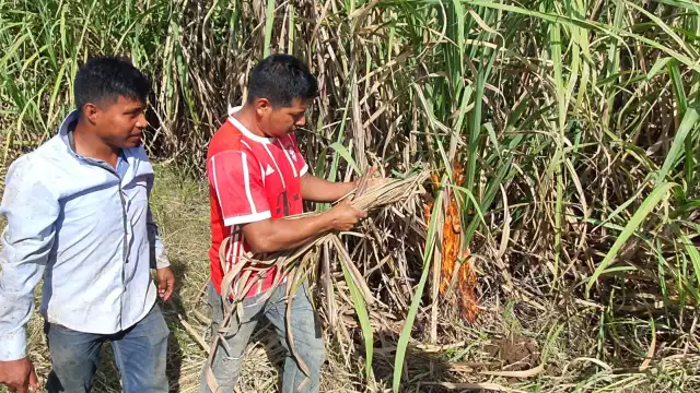 Se espera cumplir con la meta en los siete meses que dura la temporada
