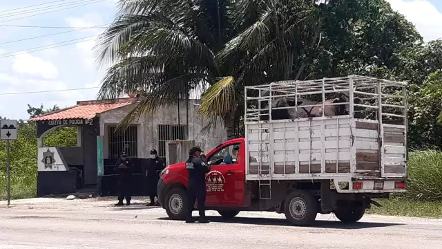 Durante 2020, solamente en un rancho del municipio de Tizimín hurtaron 20 bovinos