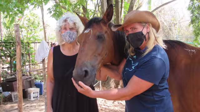 Piden el apoyo ciudadano para atender médicamente a los caballos.