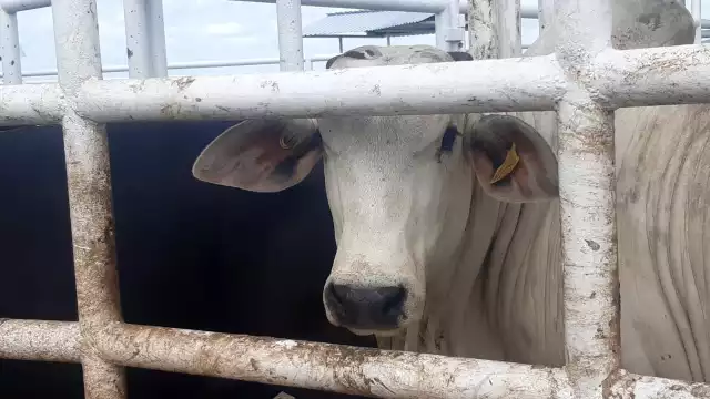 En algunos ranchos han hurtado el cobre de los equipos eléctricos