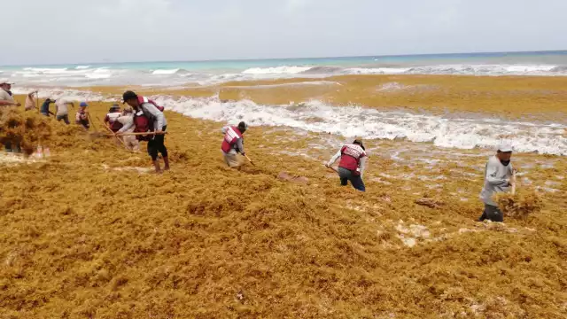 Los trabajadores de Zofemat indicaron que para esta cantidad de sargazo deberán redoblar esfuerzos