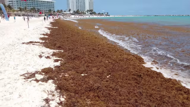 Este sábado el sargazo mostró su punto máximo, ya que se encuentra al rededor de toda la playa