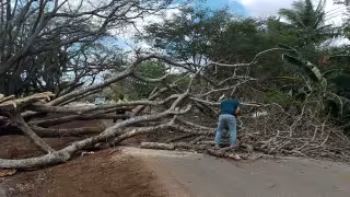 Incendio provoca caída de árbol y bloquea la carretera federal 261 en Hopelchén
