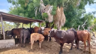 En peligro ganaderías de Tenabo en Campeche por la sequía y calor extremo