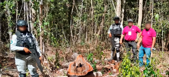 Se detectó la tala de árboles para construir un camino sin autorización
