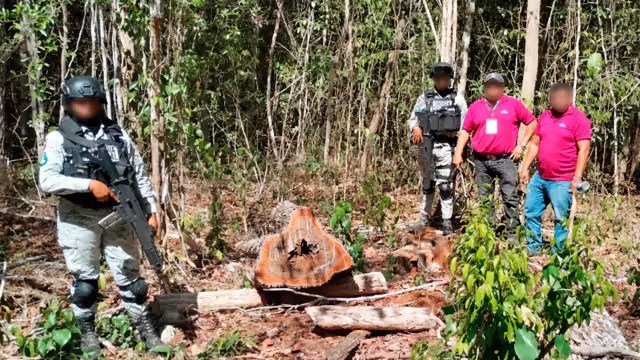 Se detectó la tala de árboles para construir un camino sin autorización