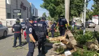 Parte de la rama de un grosor considerable cayó sobre un Nissan March
