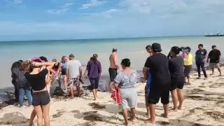 Los dos delfines fueron auxiliados por turistas y pobladores de Telchac Puerto