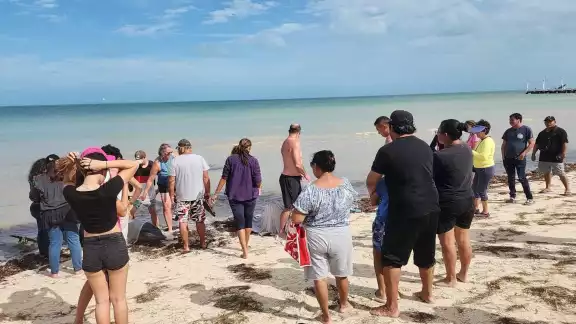 Los dos delfines fueron auxiliados por turistas y pobladores de Telchac Puerto Los dos delfines fueron auxiliados por turistas y pobladores de Telchac Puerto