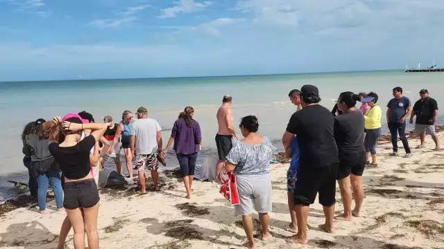Los dos delfines fueron auxiliados por turistas y pobladores de Telchac Puerto