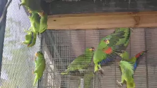 UMA de Progreso fortalece la protección de loros