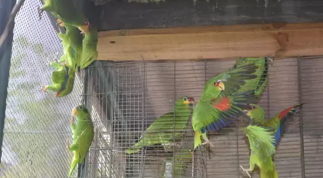 UMA U´ Nah Sak Pool brinda cuidado, atención y el posible retorno de aves a su hábitat natural