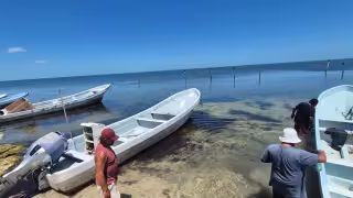 Temporada de pulpo 2026 arranca con poca actividad en Champotón; pescadores esperarán una semana