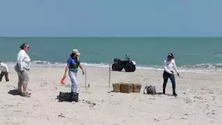 Salvaguardan nidos de tortuga lora ante presencia humana y vehicular