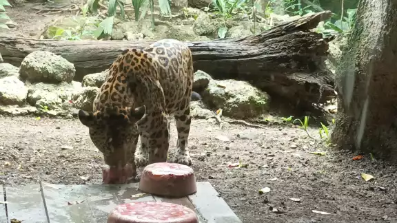 Se trabaja para evitar que sufran un golpe de calor o se complique su estado de salud debido a la onda de calor que azota al país Se trabaja para evitar que sufran un golpe de calor o se complique su estado de salud debido a la onda de calor que azota al país