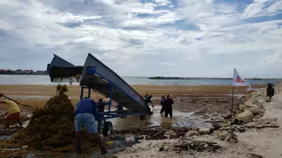 Toneladas de sargazo esparcieron su hedor por la playa, ahuyentaron a cientos de bañistas y, en consecuencia