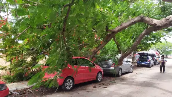 Tres autos presentaron daños por el árbol Tres autos presentaron daños por el árbol