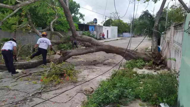 El árbol bloqueó la colonia Santa Rosa de Mérida