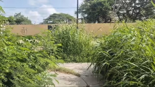 Denuncian plaga de mosquitos y falta de mantenimiento en parque de La Cruz en Champotón