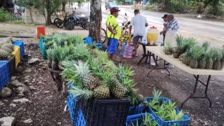 Productores de piña de Tihosuco venden a pie de carretera ante falta de mercado