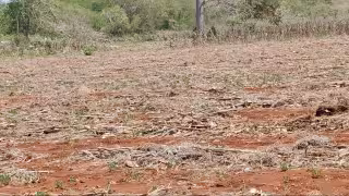 Familias de Dzitbalché mantienen viva la tradición del Mendzul