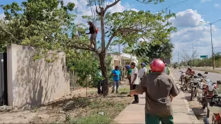 Recolectan semillas de maculís en Dzitbalché para impulsar producción de miel