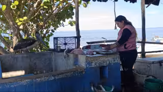 Mejora la venta de pescado en Camino Real tras frentes fríos en Campeche