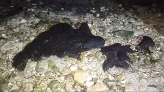 Hallan restos de petroquímicos en costas de Champotón