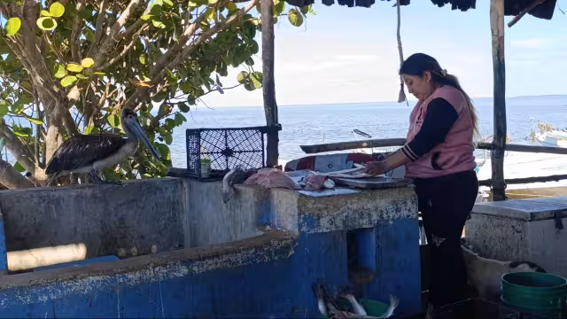 Pescadores de Camino Real reportan repunte en venta de pescado en Campeche