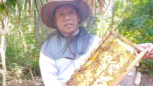 Reportan un alza en el precio del kilogramo de la miel; pasó de 23 a 31 pesos en el Oriente