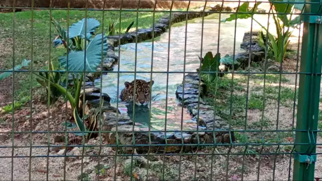 Autoridades locales descartan que haya habido un mal manejo del jaguar fallecido hace unos días