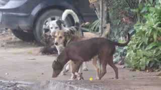 Más de 30 perros y gatos mueren en La Llave, Querétaro; investigan posible envenenamiento