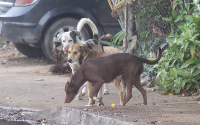 Los próximos 23 y 24 de octubre se prevé atender entre 50 y 70 animalitos con esterilizaciones a bajo costo