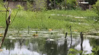 “Es muy insoportable": Vecinos de Champotón denuncian criaderos de mosquitos en dos sectores de la cabecera