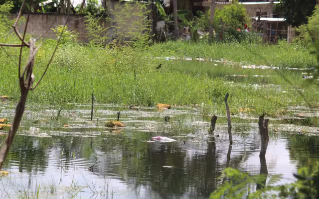 Vecinos denuncian incremento de mosquitos en al menos dos sectores de la cabecera. en Champotón