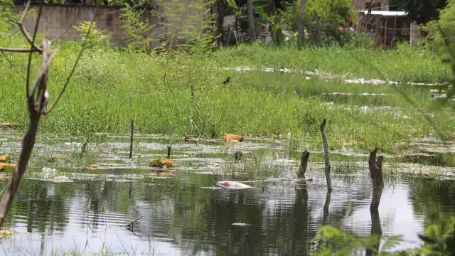Vecinos denuncian incremento de mosquitos en al menos dos sectores de la cabecera. en Champotón