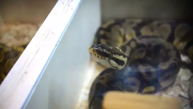 Las mordeduras se consideran “accidentes laborales”, sobre todo en quienes se dedican al campo.