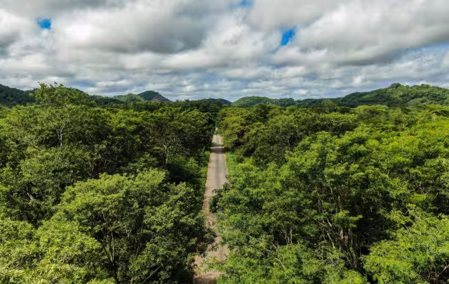 Campeche participa en iniciativa de Biomas Forestales Críticos