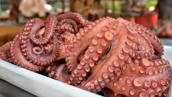 La temporada de captura del pulpo debe ser respetada por los pescadores, para evitar dañar su reproducción La temporada de captura del pulpo debe ser respetada por los pescadores, para evitar dañar su reproducción