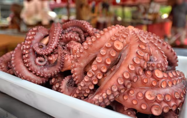 La temporada de captura del pulpo debe ser respetada por los pescadores, para evitar dañar su reproducción