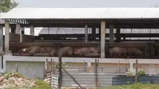 El comerciante que vendió la cochinita contaminada con clembuterol en Seyé, señaló que compró el cerdo en las granjas Kaki, que La proveedora de carne trabaja con una razón social distinta