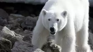 Oso polar pide ayuda a un humano para que le quitara una lata del hocico: VIDEO