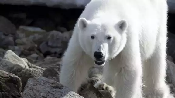 Oso polar pide ayuda a un humano para que le quitara una lata del hocico: VIDEO Oso polar pide ayuda a un humano para que le quitara una lata del hocico: VIDEO