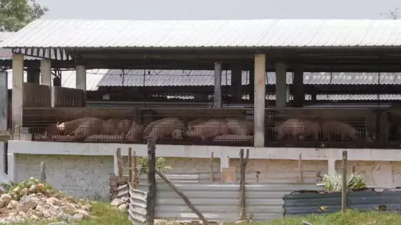 El comerciante que vendió la cochinita contaminada con clembuterol en Seyé, señaló que compró el cerdo en las granjas Kaki, que La proveedora de carne trabaja con una razón social distinta El comerciante que vendió la cochinita contaminada con clembuterol en Seyé, señaló que compró el cerdo en las granjas Kaki, que La proveedora de carne trabaja con una razón social distinta