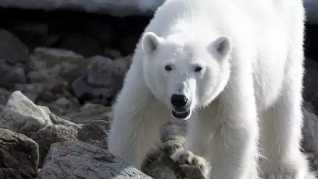 Oso polar pide ayuda a un humano para que le quitara una lata del hocico: VIDEO