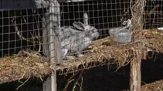 El veterinario mencionó que la enfermedad en estos animales se identifica cuando están decaídos; el virus es denominado EHVC2.