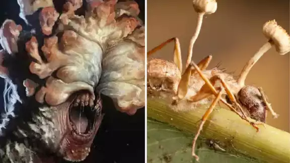 The Last Of Us Cordyceps el hongo en la vida real
